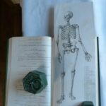 anatomie-artistique-fau-livre (2)