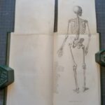 Anatomie artistique élémentaire, squelette