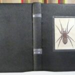 L'araignée de verre de Maurice Maeterlinck